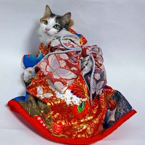 f-kimono-himachann.jpg
