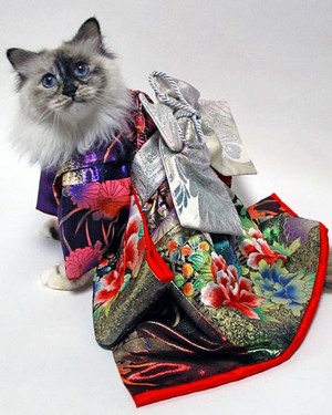 f-kimono-sarachann3.jpg