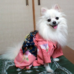 kimono-pinnku-oogaranohana2.jpg
