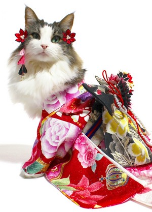 kimono-razurichann4.jpg