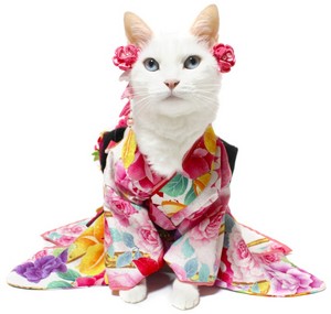 kimono-safaiachann6.jpg