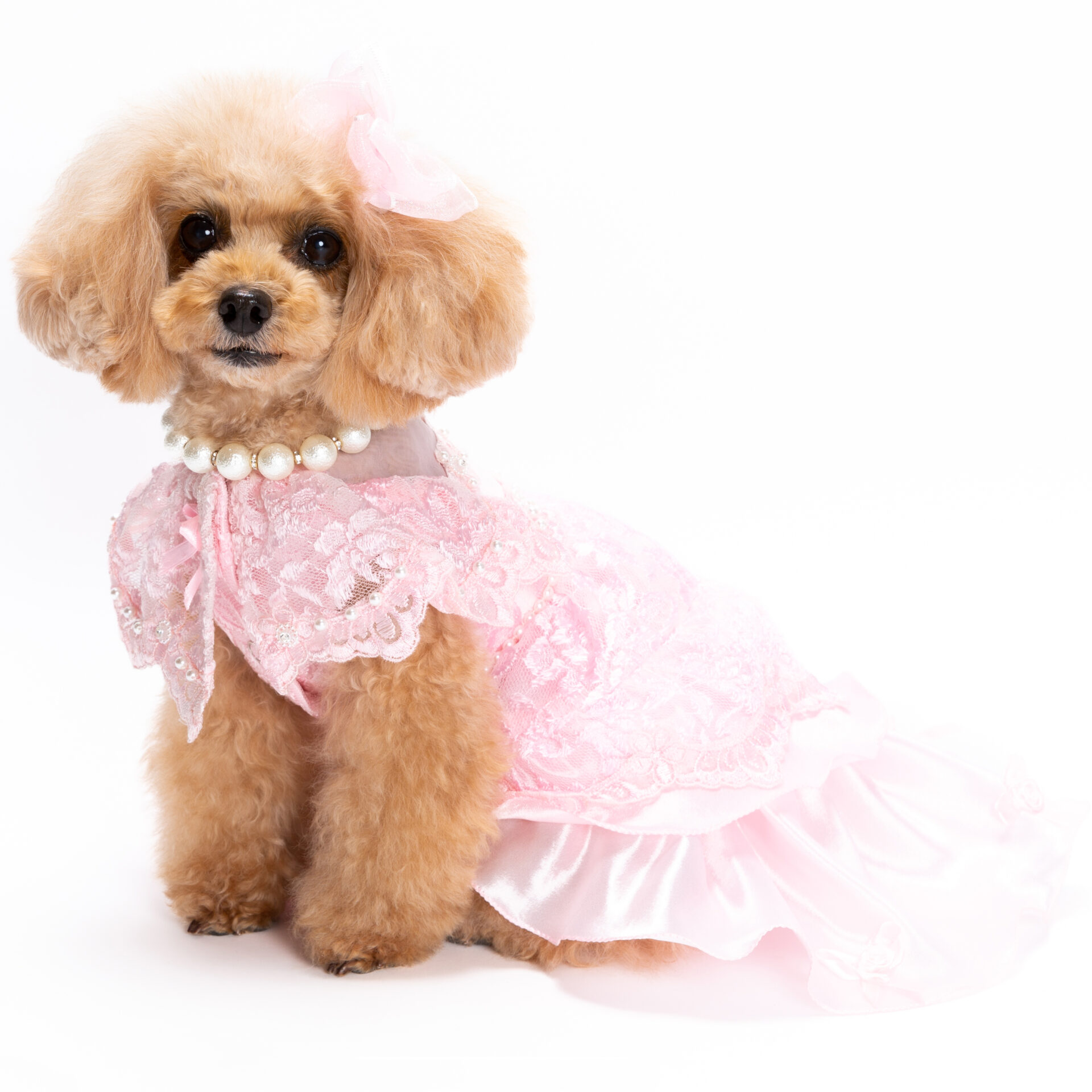 犬猫服 1枚限りピンクの襟付きドレス Sサイズ