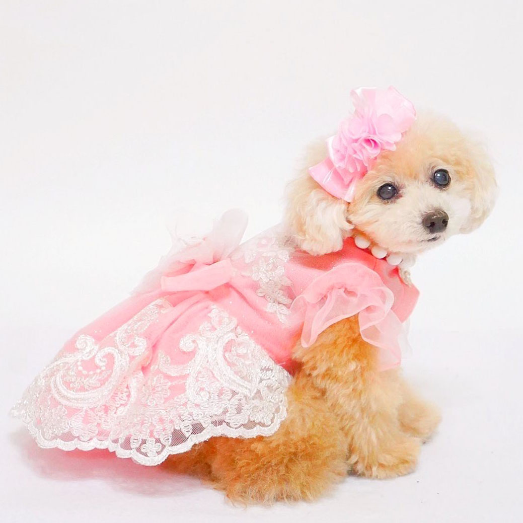 犬猫服ドレス1点限り ピンクのキラフワレースドレスSSサイズ | 犬服 