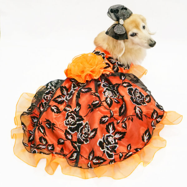 犬猫服オーダー ハロウィンオレンジ×ブラックドレス | 犬服・猫ペット 
